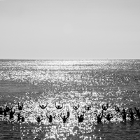 Polar Bears. Inkwell Beach. Oak Bluffs, MA