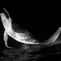 Dancing whale