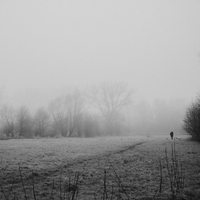 Misty Morning