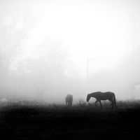 Fog Walkers