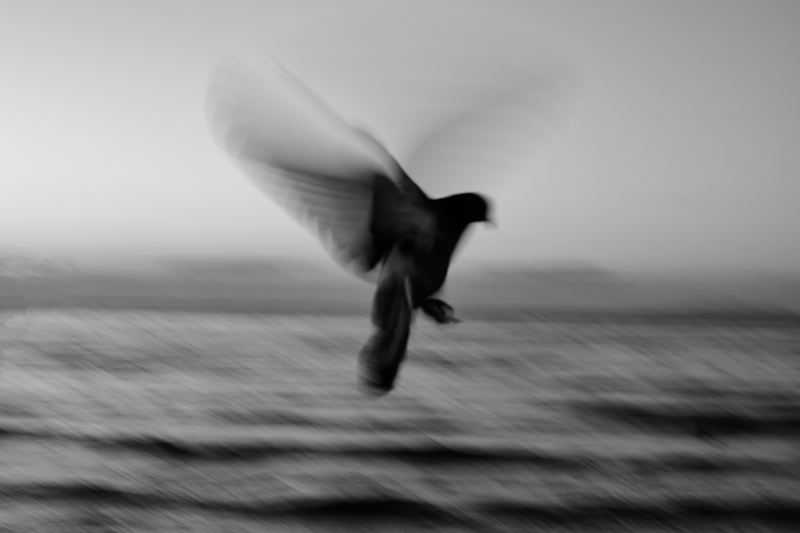 Serene Wings
