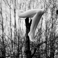 The Nature of all Things