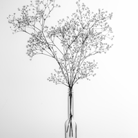 Gypsophila
