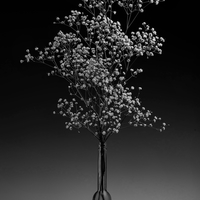Gypsophila in black