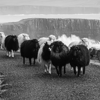 The Faroe Islands...in January