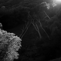 Forest awakening