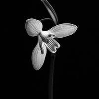 Snowdrop portraits