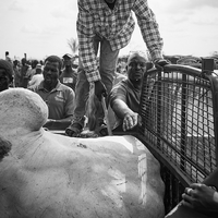 Livestock markets in Western Africa