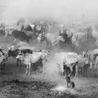 Pastoral peoples and Practices