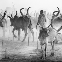 Pastoral peoples and Practices