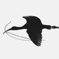 Nesting Cormorants