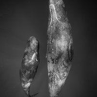 Giants Of The Deep