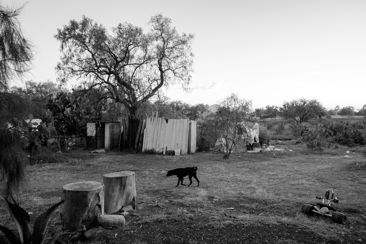 Black Dog (EDOMEX)
