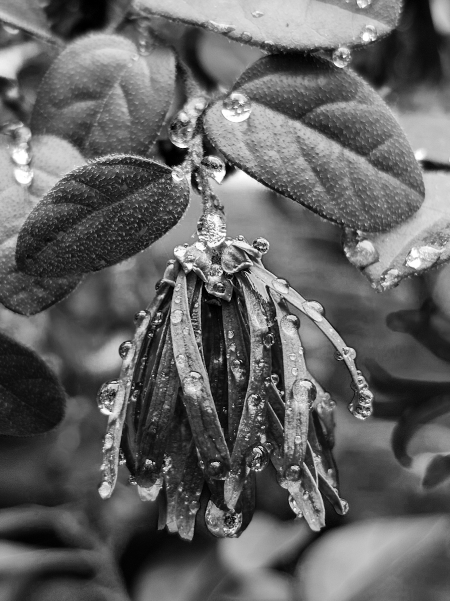 Raindrops on petals