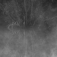 Veil of Fog