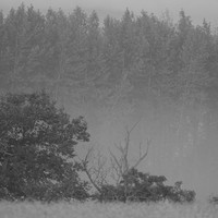 Veil of Fog