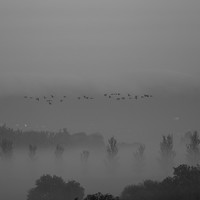 Veil of Fog