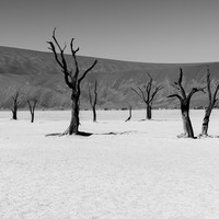 Dancing Death trees
