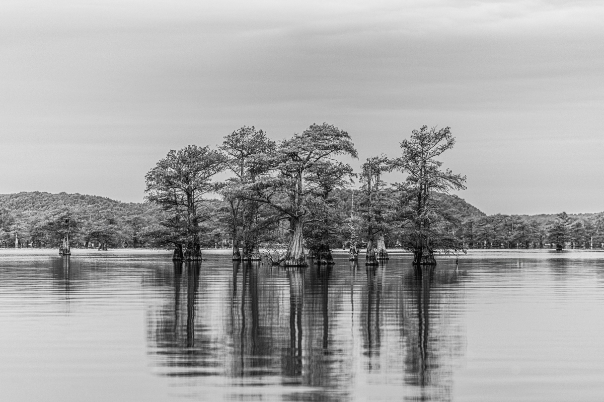 Silent Reflections of Cypress Souls