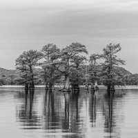 Silent Reflections of Cypress Souls