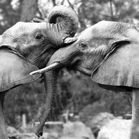 Tendresse colossale
