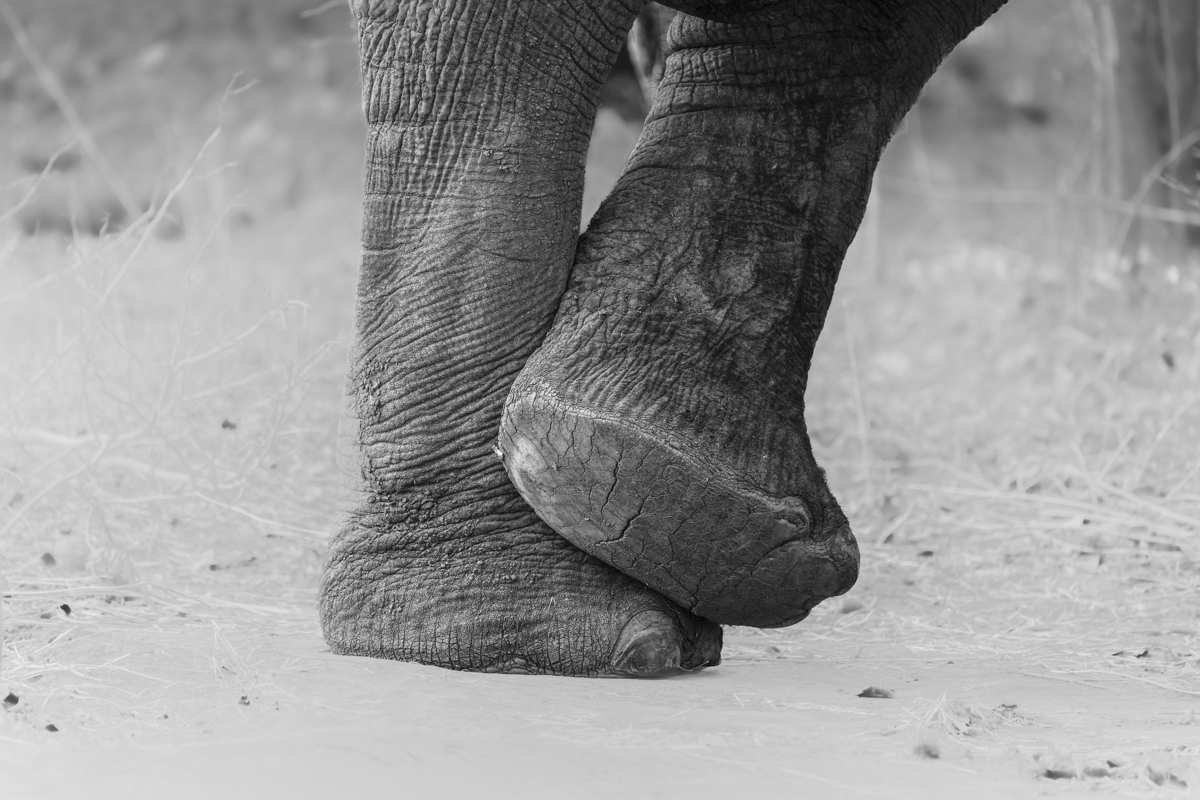 Elephant feet