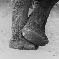 Elephant feet