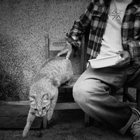 Streets and Animals