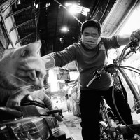 Streets and Animals
