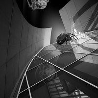 ITSY BITSY SPIDER