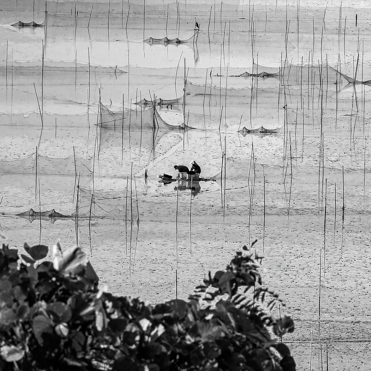 Crab net