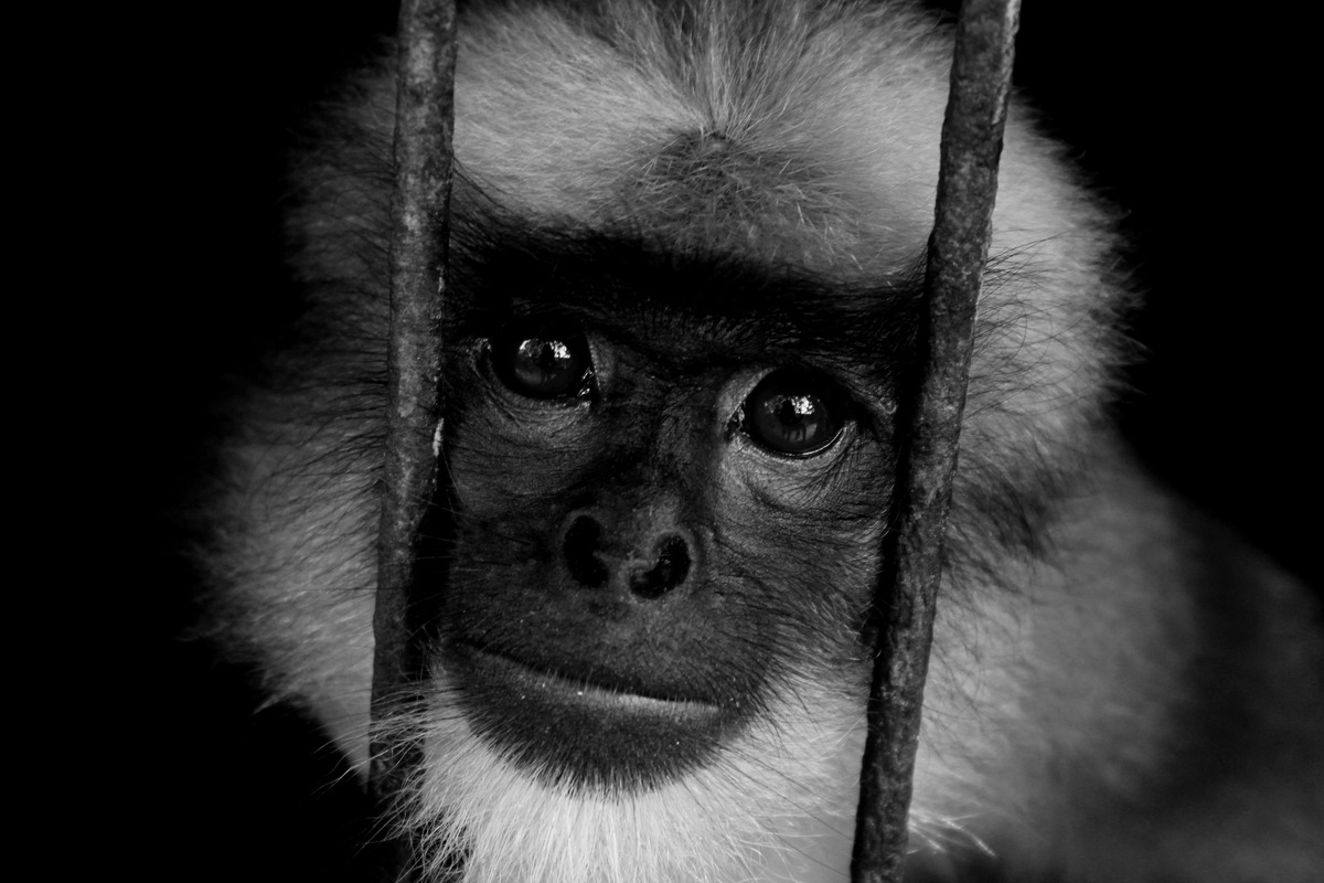Monkey in the Cage