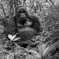 Forest Philosopher