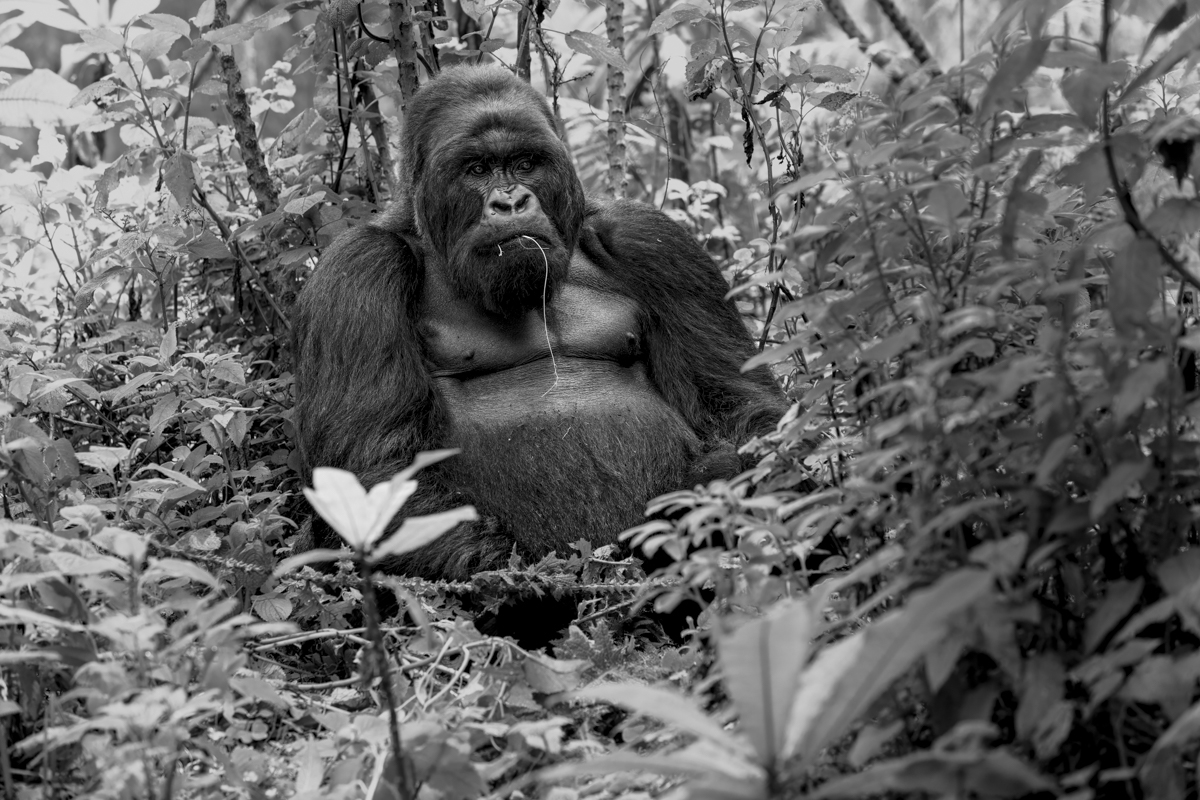 Forest Philosopher