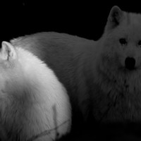 The hidden guardian