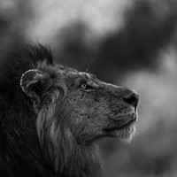 The Wonderer