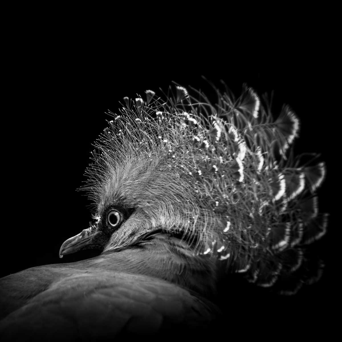 L’oiseau couronné