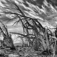 Whitebark Pines