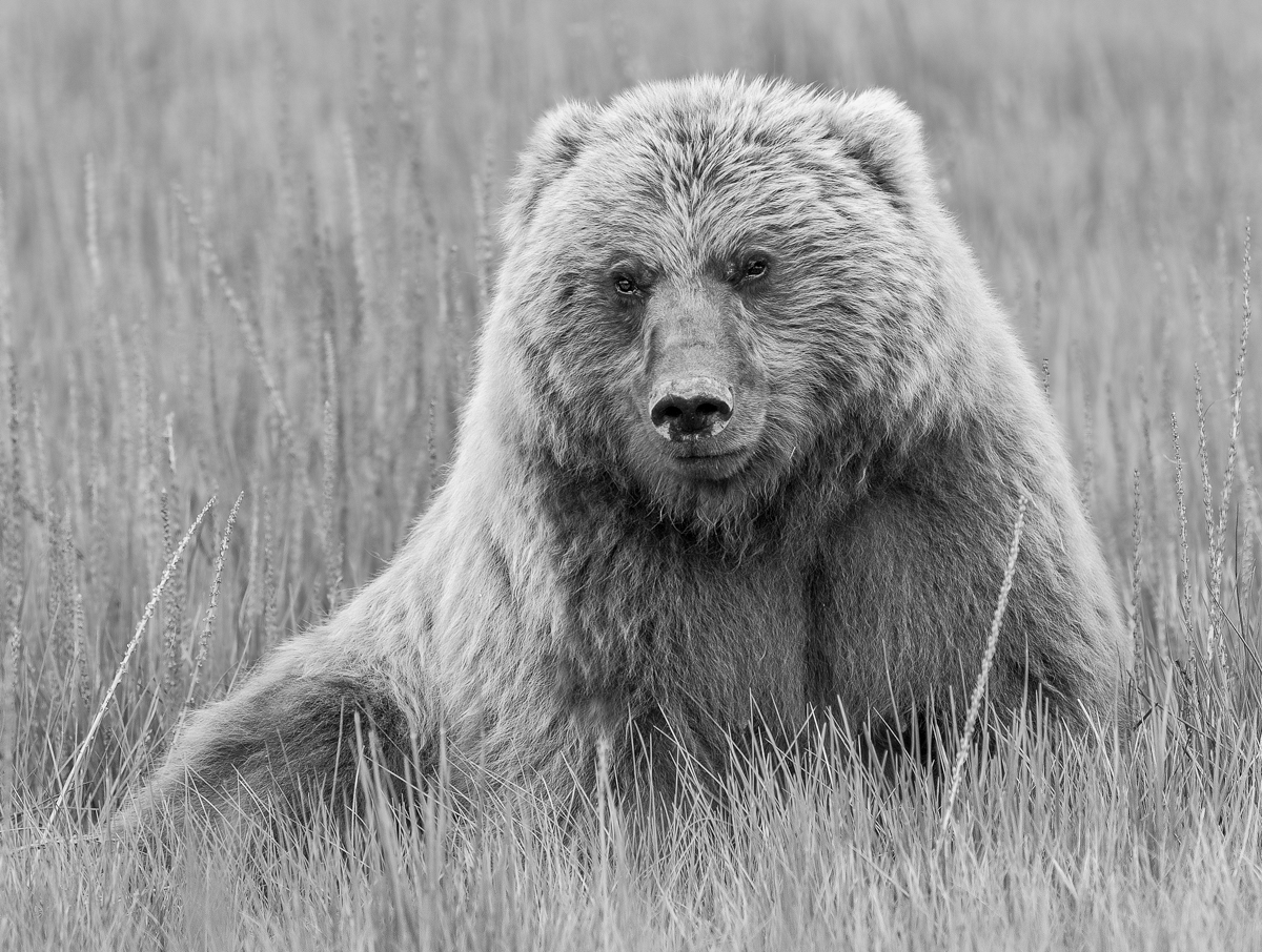 Bearing Witness 