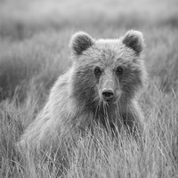Bearing Witness 