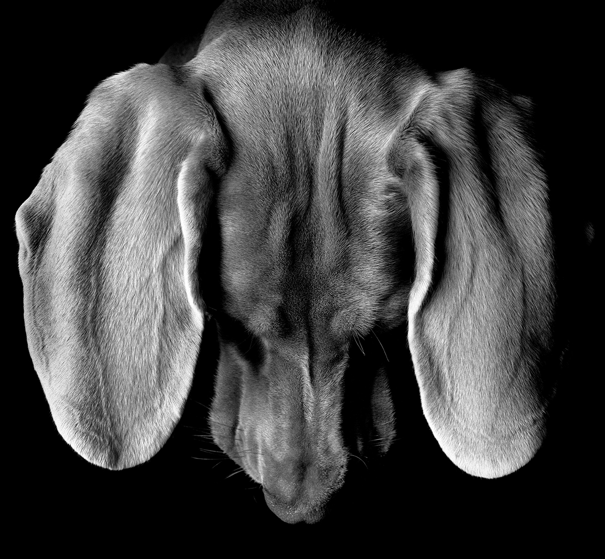 EARS