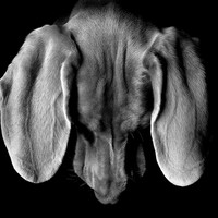 EARS