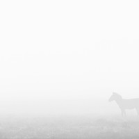 Born Black and White