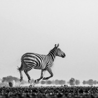 Born Black and White