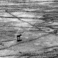 Born Black and White