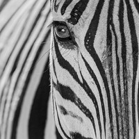 Born Black and White