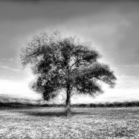 Multiexposure