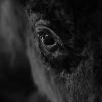 The American Bison
