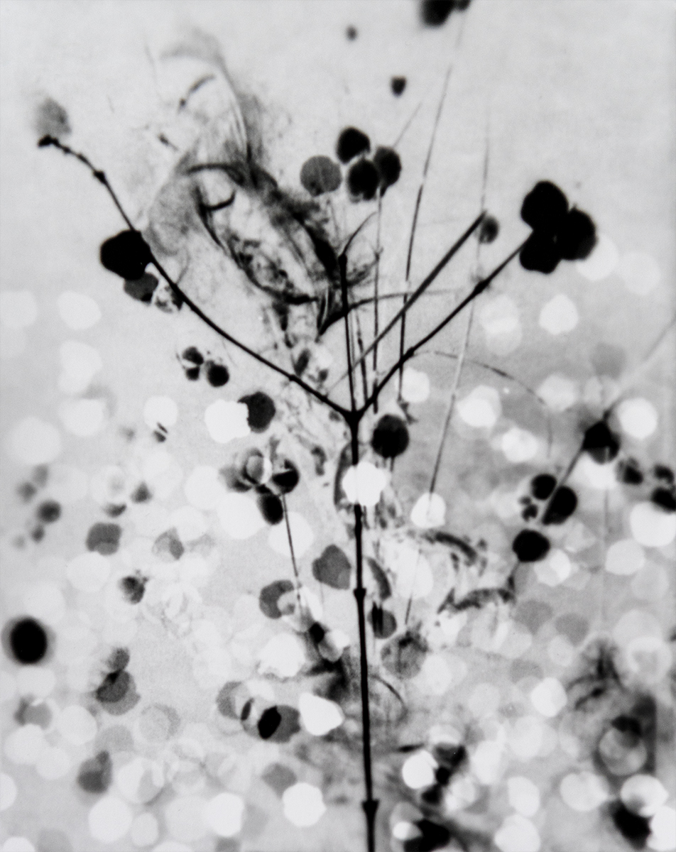 Herbier imaginaire