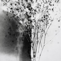 Herbier imaginaire